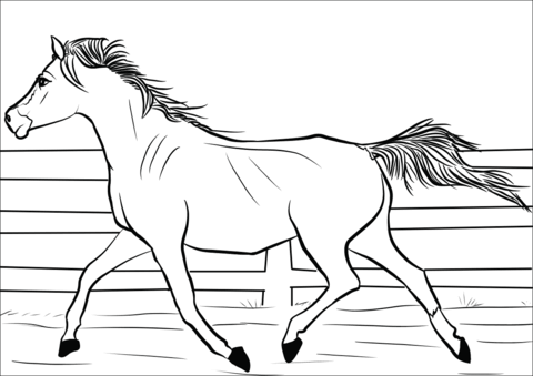 Kolorowanka koń arabski